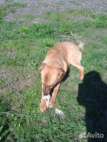 Найдена Собака