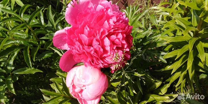 Цветы пионы, Этчед салмон, травенистый