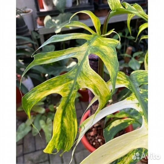 Эпипремнум еллоу флэйм