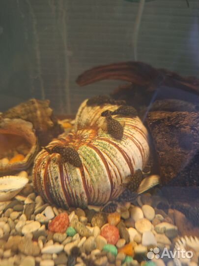 Сомики анциструсы каждый 5-й бесплатно