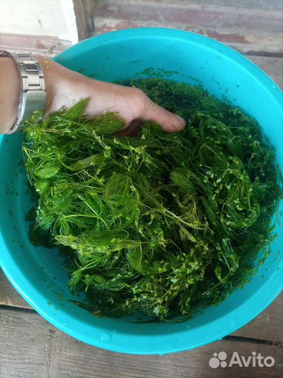 Роголистник