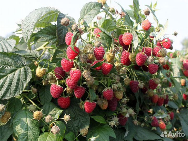 Малина ремонтантная