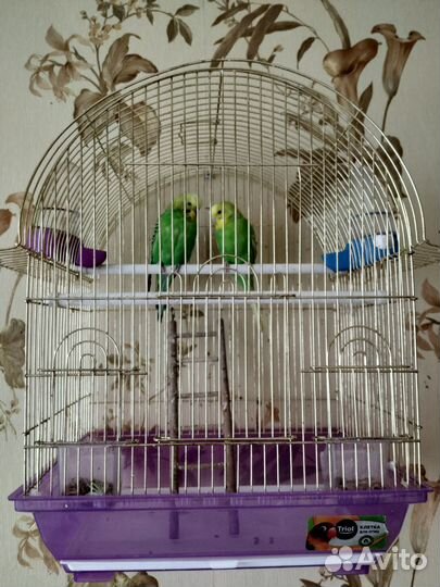 Волнистый попугай с клеткой