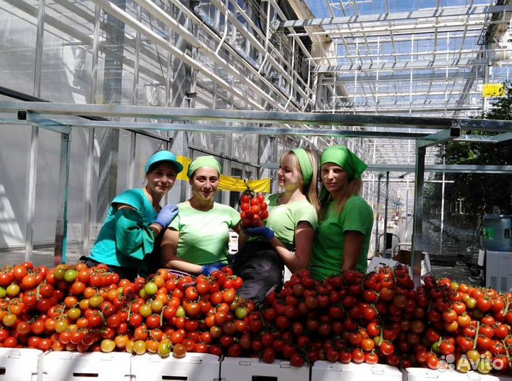 Вахта в Москве - Овощевод в Агрокомплекс томатов