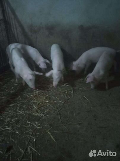 Поросята ландрас