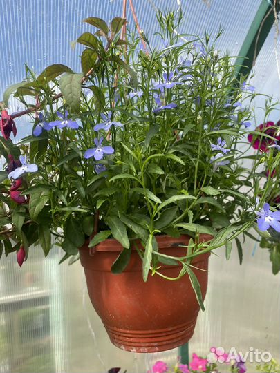 Рассада, Петуния, многолетники, лобелия