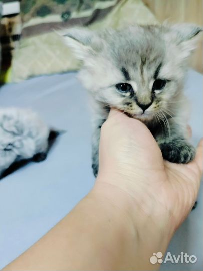 Котята мейн-кун