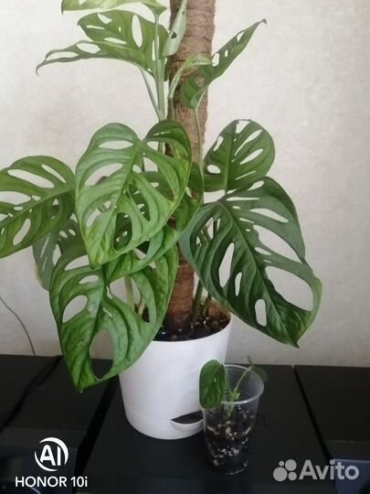 Монстера манки