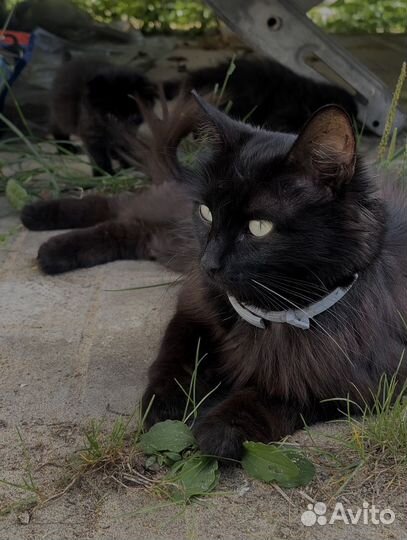 Котята и мама кошка ищут дом