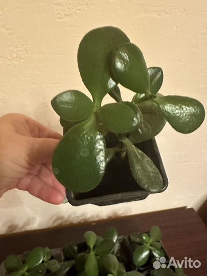 Денежное дерево