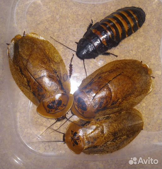 Тараканы, сверчки, саранча, бражник, мучник, зофоб