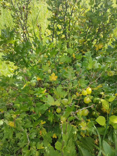 Участок 15 сот. (СНТ, ДНП)