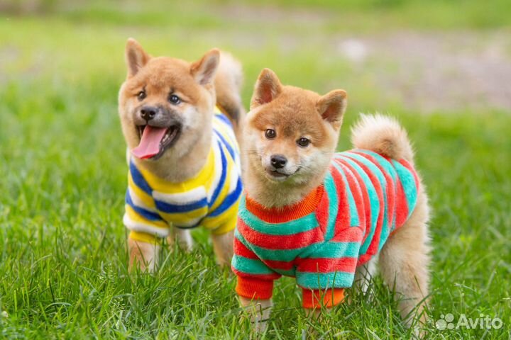 Девочка сиба шиба ину