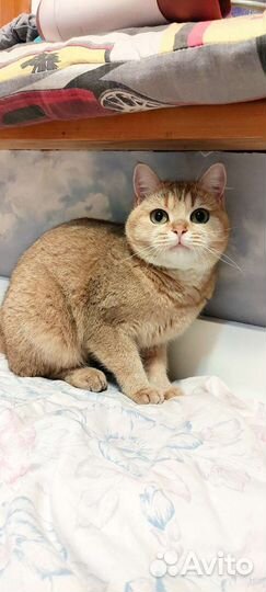 Кошка шотландская в разведение