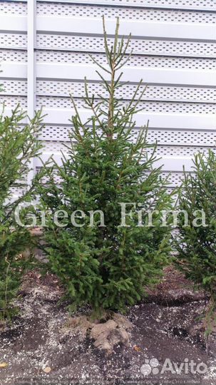 Ель сибирская, саженцы от 1 м
