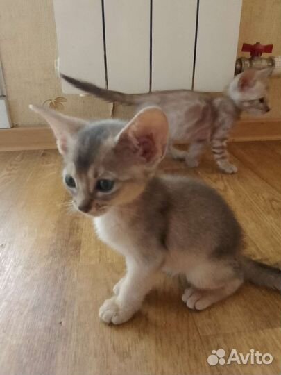 Абиссинская