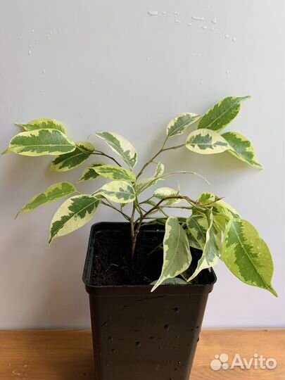 Фикус бенджамина пестролистный с горшком