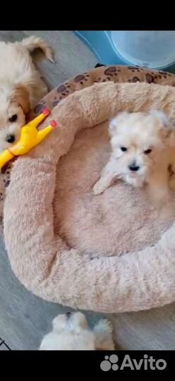 Золотистые мальтипу