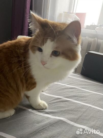 Отдадим в добрые руки