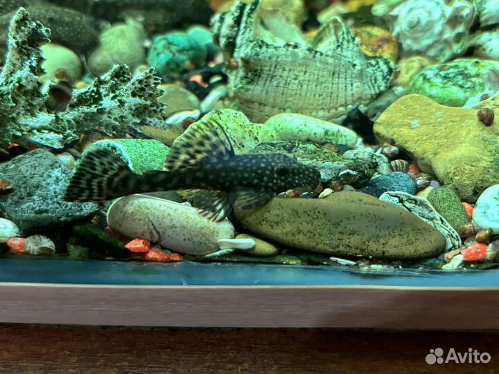 Сомики анциструсы