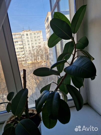 Фикус, пальма