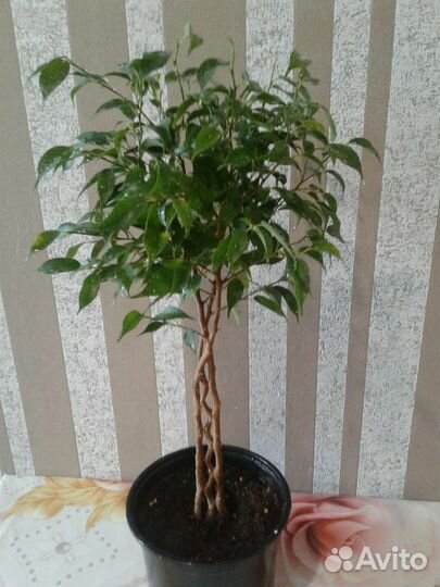 Фикус бенджамина