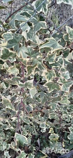 Растения для сада