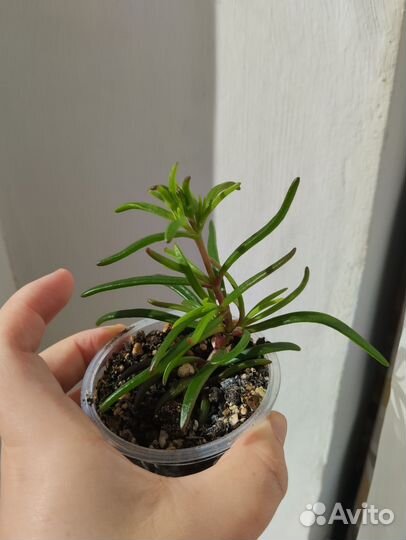 Местоклема