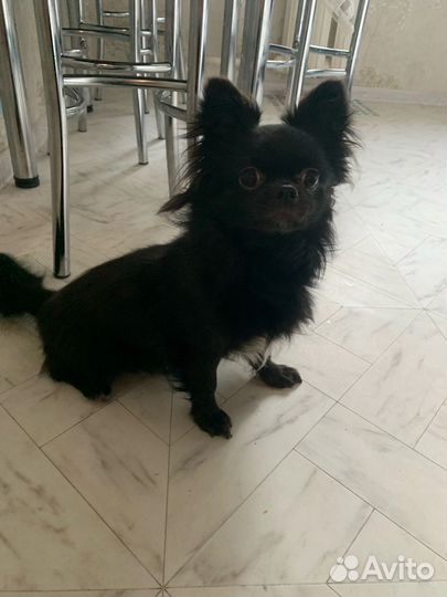 Вязка чихуахуа