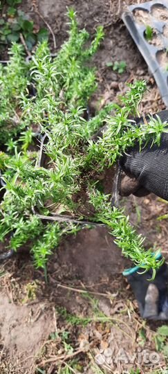 Флокс шиловидный White delight