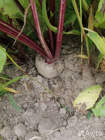 Картофель и овощи домашние