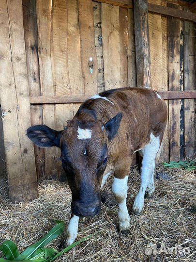 Телёнок - бычок