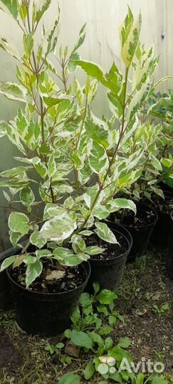 Дерен Элегантиссима