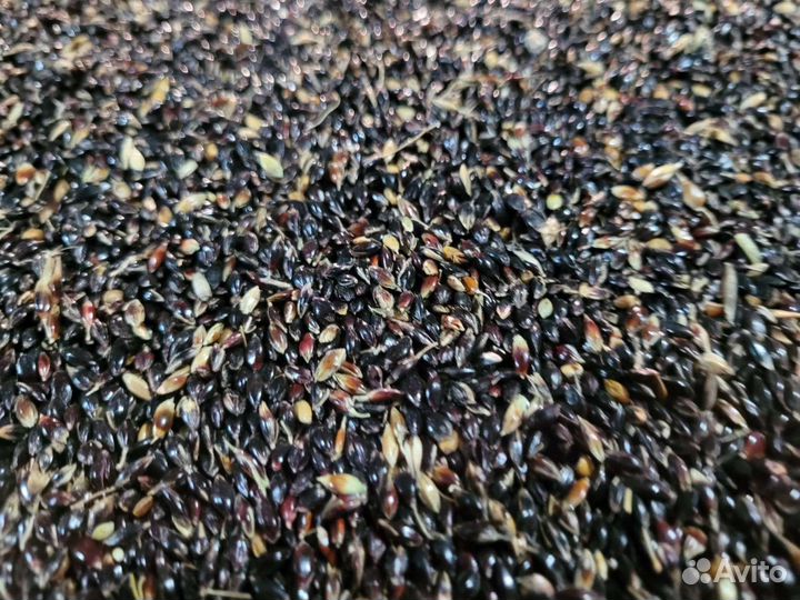 Семена люцерна