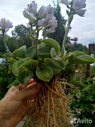 Хосты из серии 