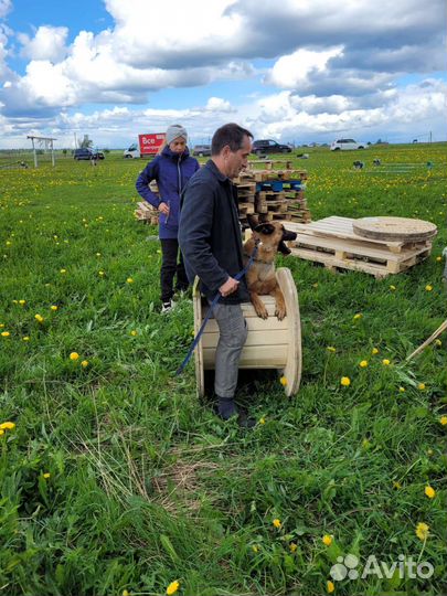 Услуги кинолога