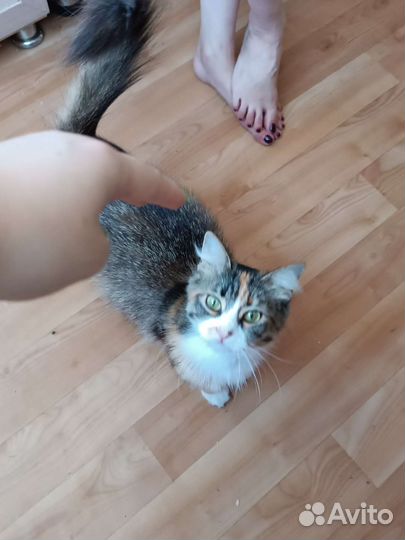 Кошка