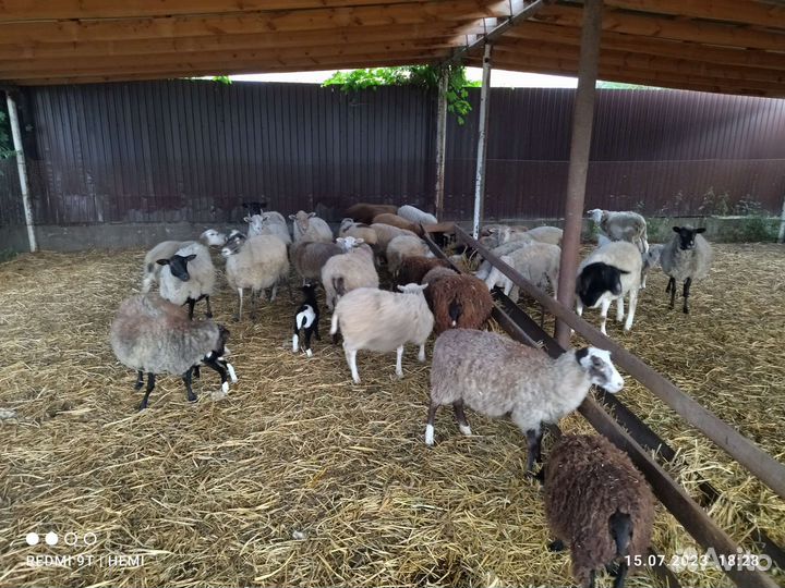 Матки и ярки