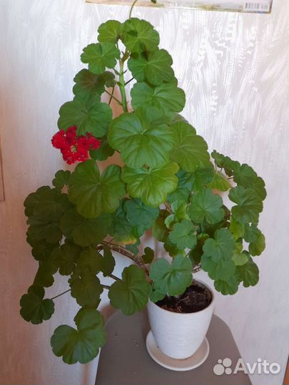 Пеларгония герань, (цветы красные)