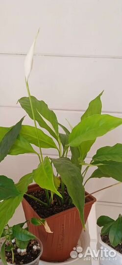 Спатифиллум(женское счастье), филодендрон