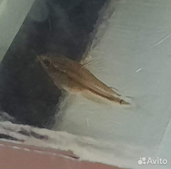 Коридорас пигмей