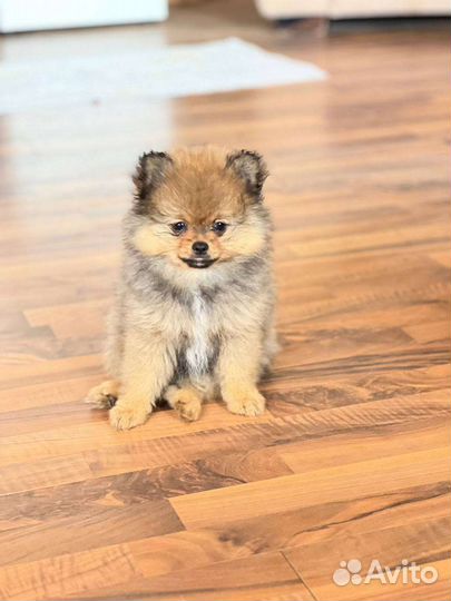 Щенки шпица