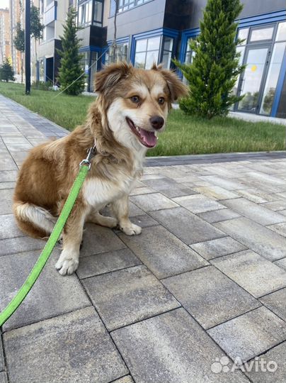 Собака Ищет дом