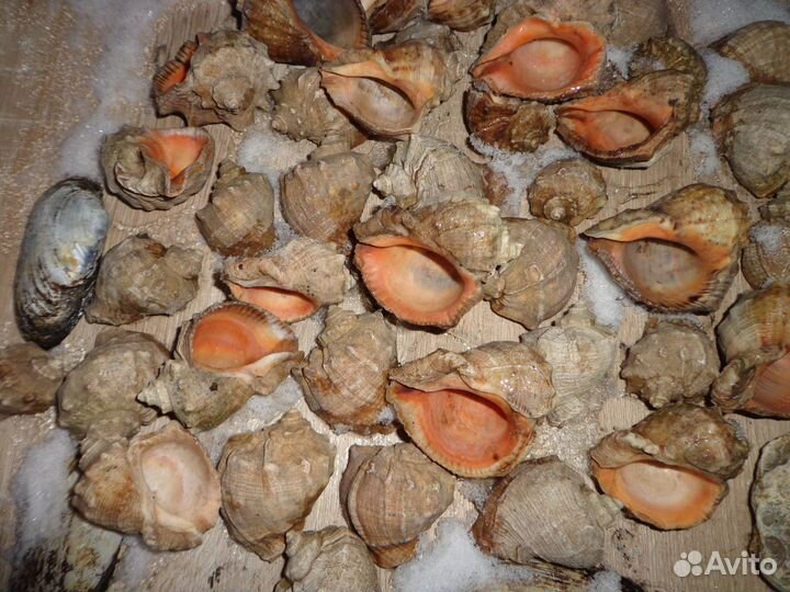 Морские ракушки