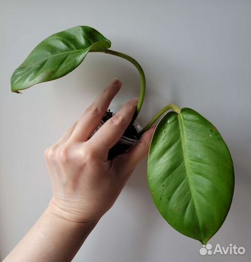 Филодендроны из личной коллекции