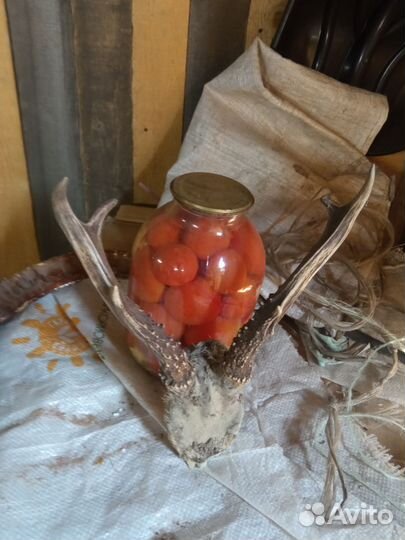 Рога косули