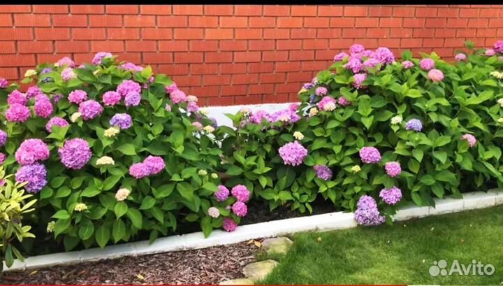 Гортензия крупнолистная 