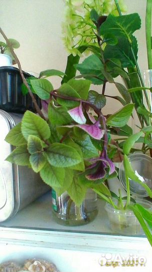 Комнатные растения