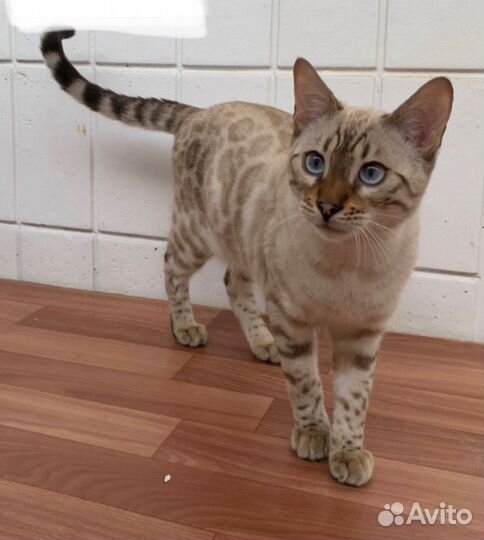 Бенгальский котенок линкс