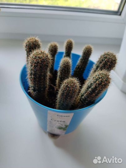 Комнатные цветы шефлера фикус кактус щучий хвост